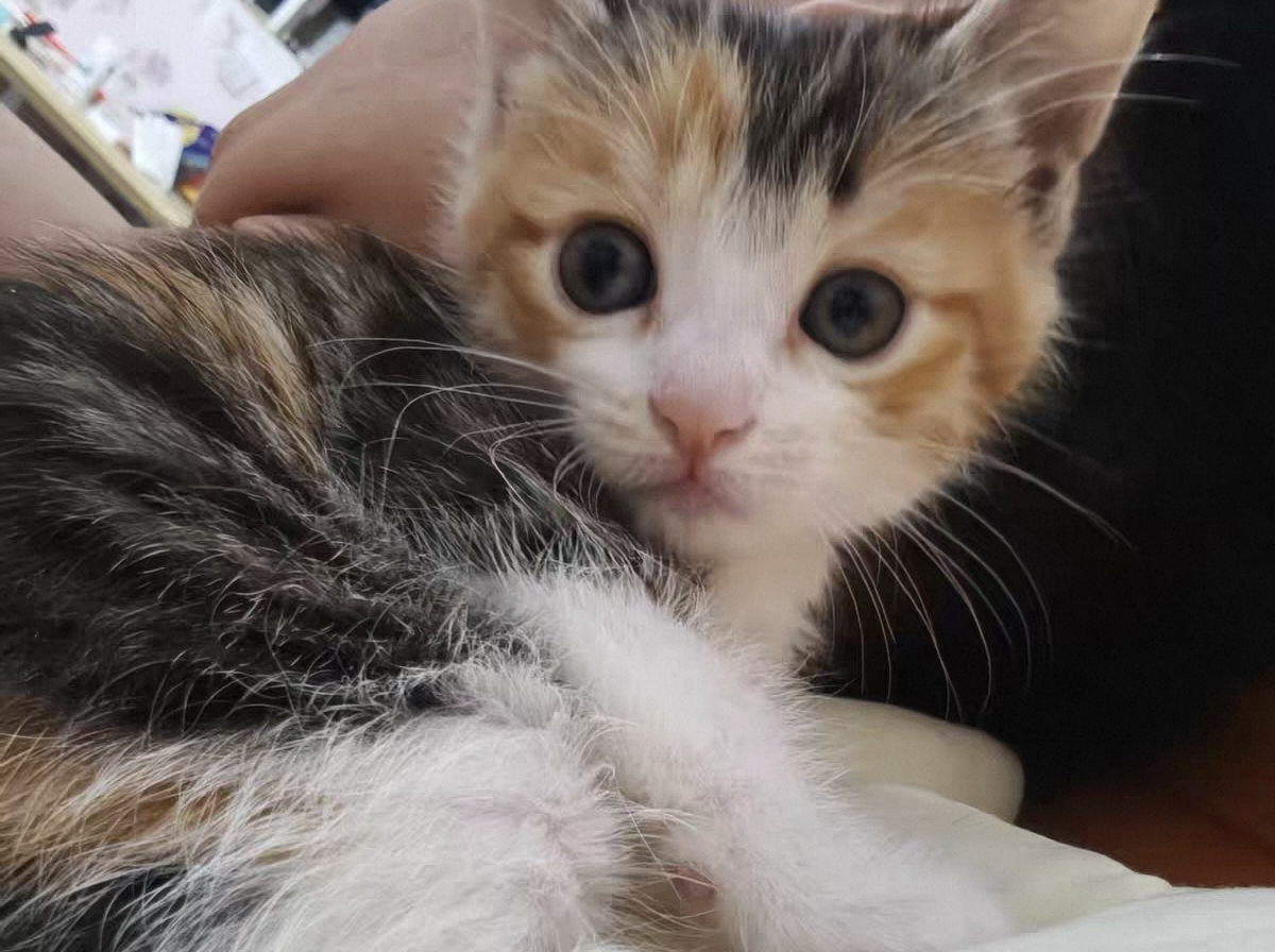 田园三花猫 性格好 粘人